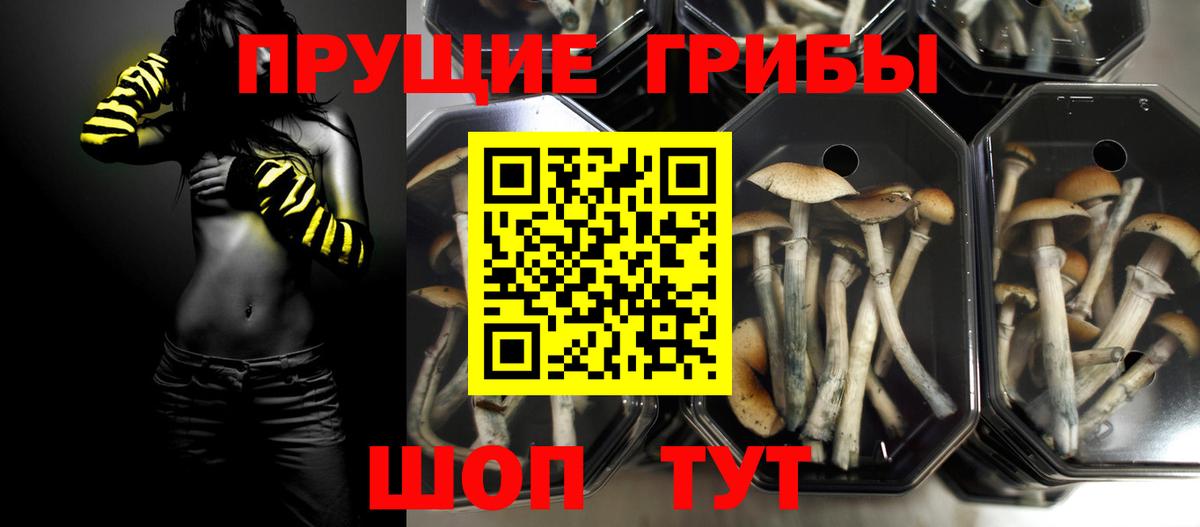 Лянтор  Галлюциногенные грибы Psilocybine cubensis  Вход с VPN 